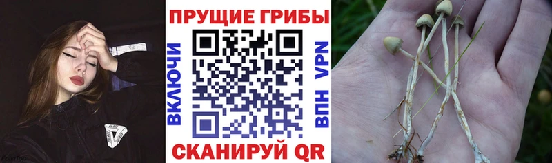 где купить   Дно  Псилоцибиновые грибы Psilocybine cubensis 
